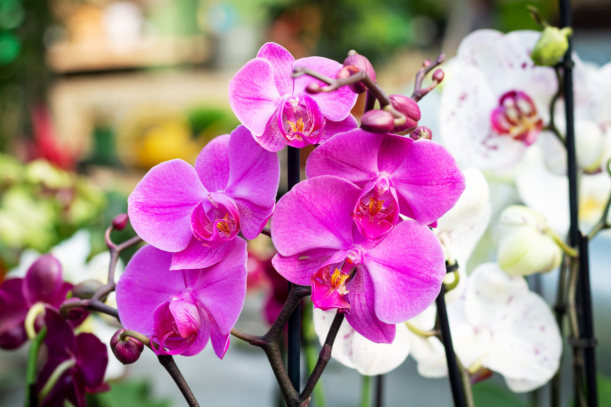 Orchid Health – rePotme