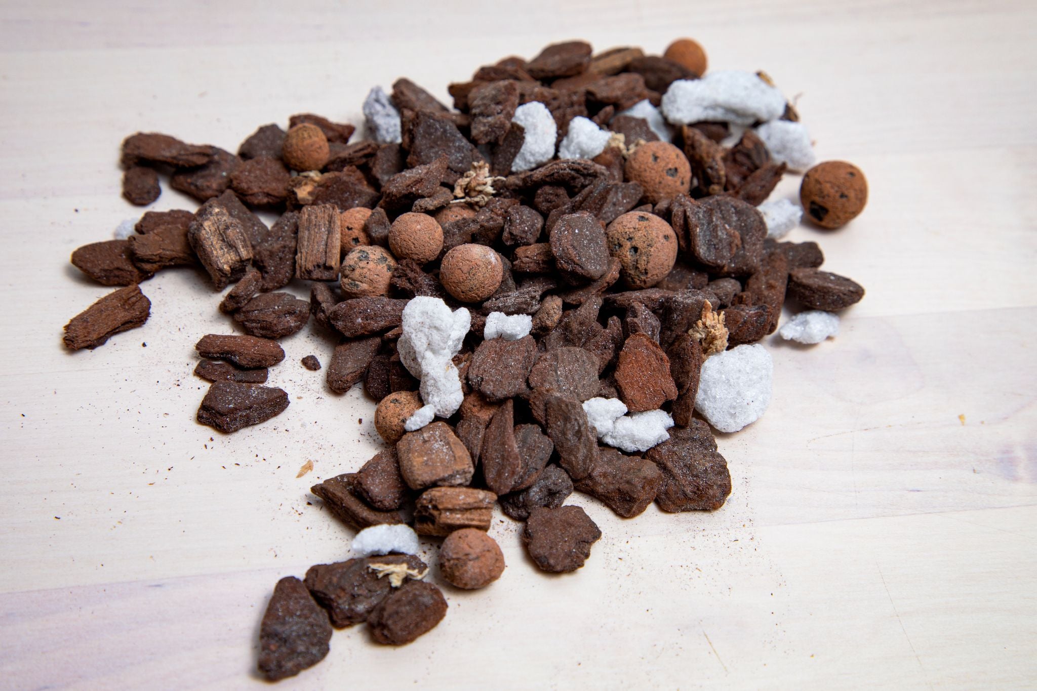 P.Ito,Andinum,Willinckii ミックススポア ド*オ様 willinckii mix spore ビカクシダ P. mix spore grown