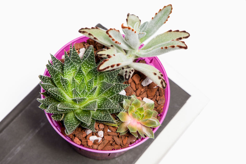 Premium Cactus and Succulent Soil rePotme