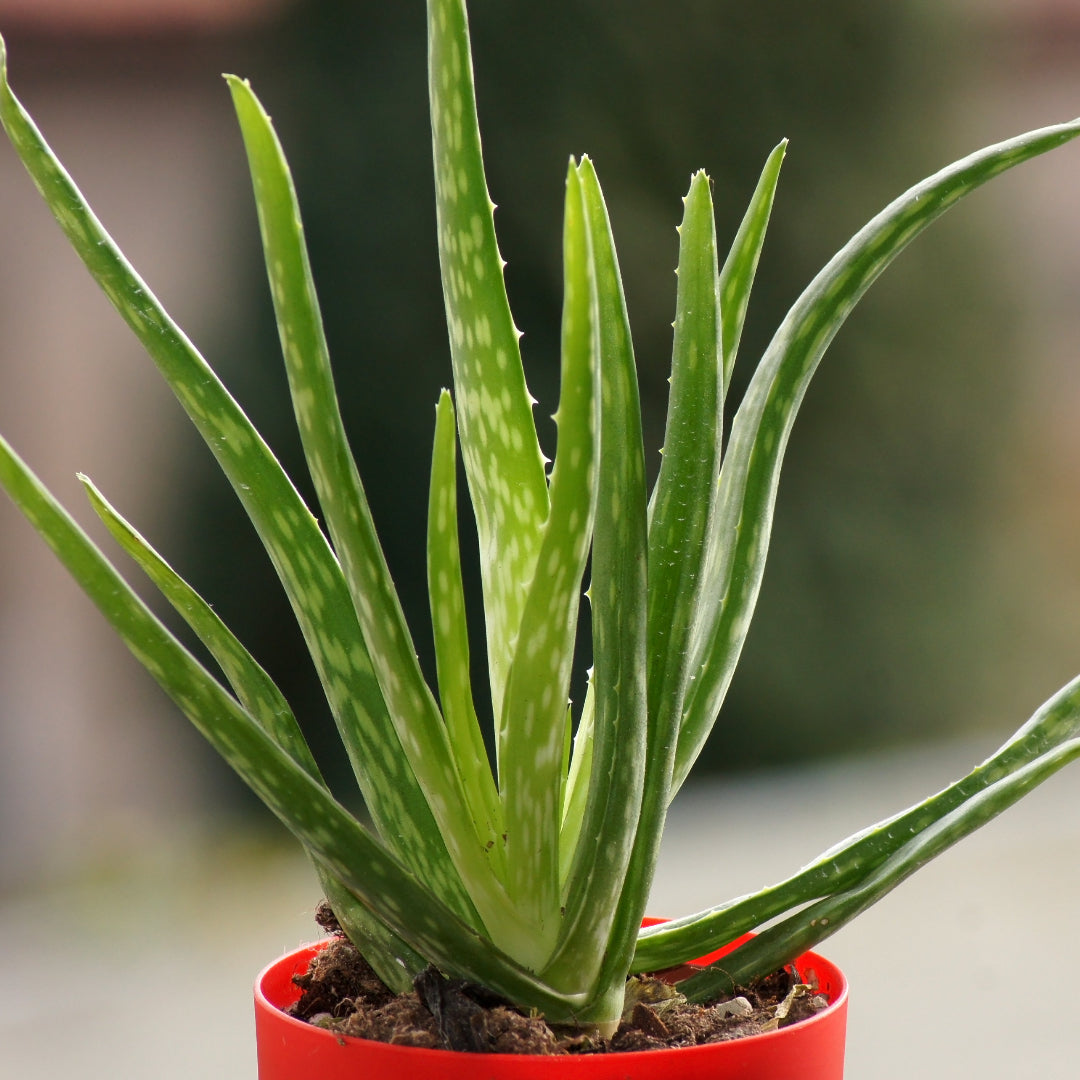 pot aloe vera plant Aloe Vera – rePotme