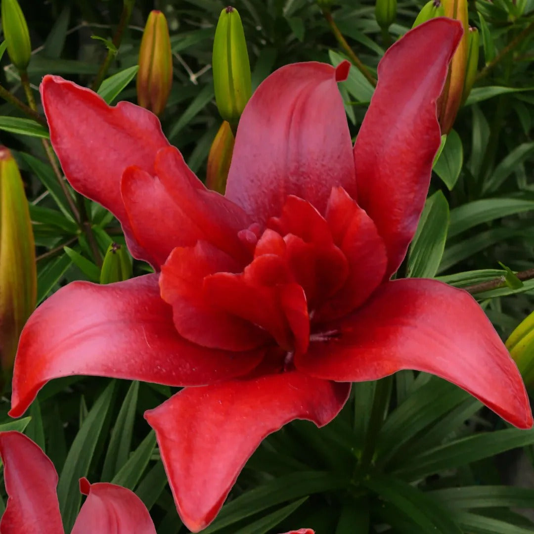 red twin asiatic lily Bald Eagle Double Asiatic Lily – rePotme