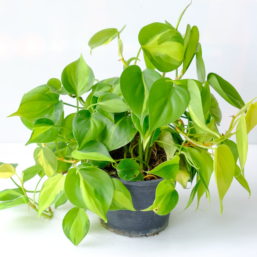brasil philodendron nz Brasil Philodendron – rePotme