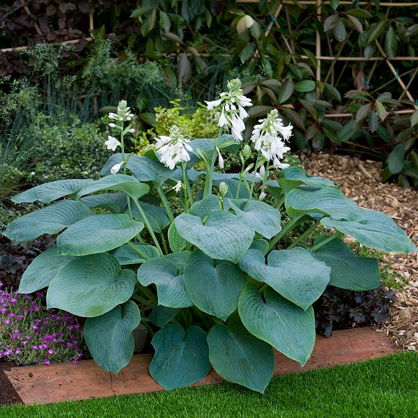 Bressingham Blue Hosta – rePotme
