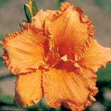 Butterscotch and Ginger Daylily
