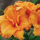 Butterscotch and Ginger Daylily