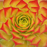 Chick Charms® Gold Nugget Hen and Chicks