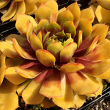 Chick Charms® Gold Nugget Hen and Chicks