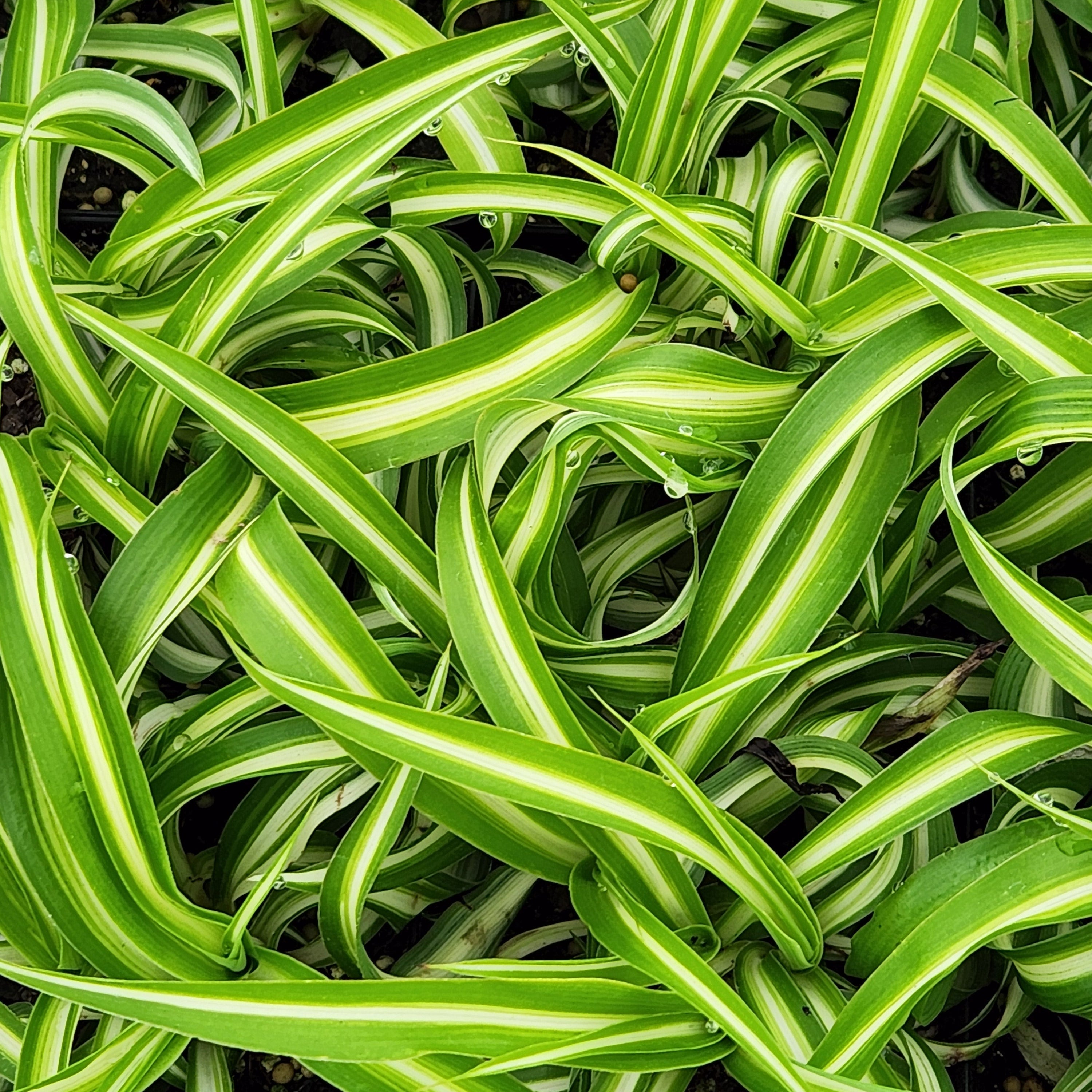 bonnie caribbean spider plant Bonnie Spider Plant – rePotme