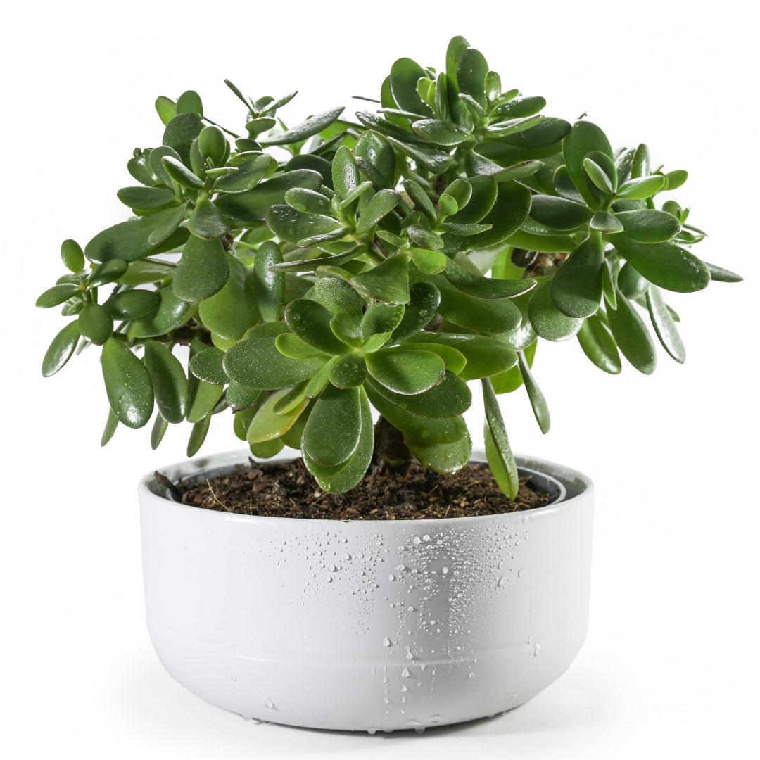 plante jade Jade Plant – rePotme