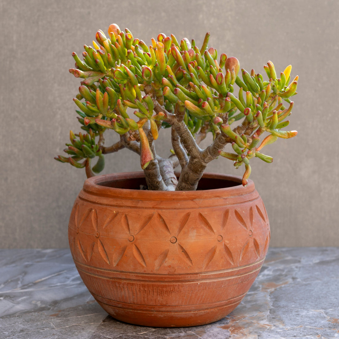 jade plants for sale Finger Jade Plant