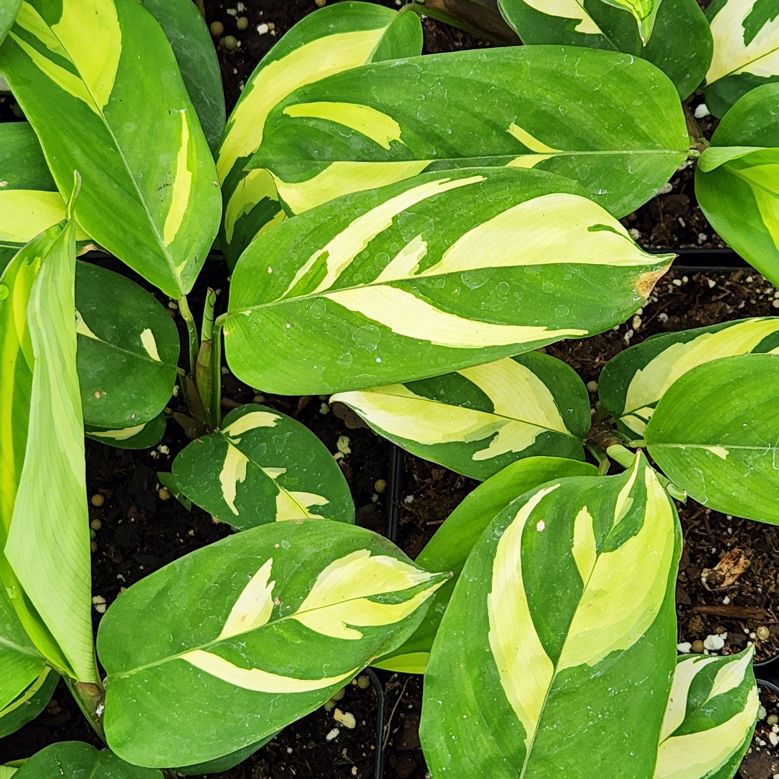 golden mosaic prayer plant Golden Mosaic Never Never Plant – rePotme
