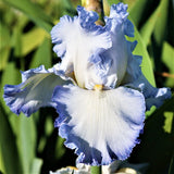 Cloud Ballet Iris
