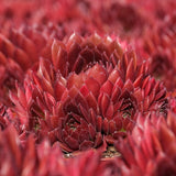 Coral Red Hen & Chicks