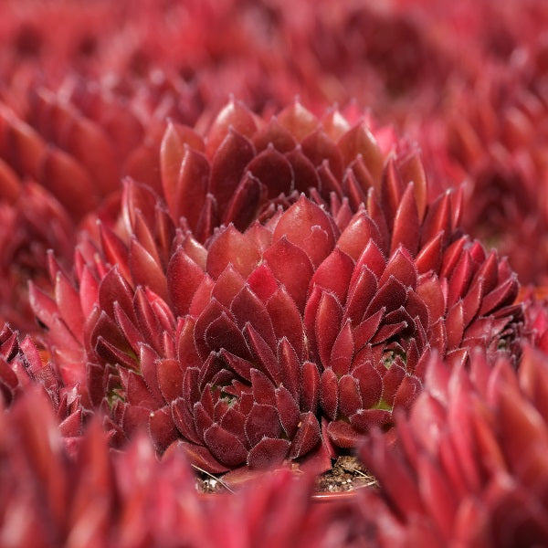 hen chick succulent Coral Red Hen & Chicks Succulent