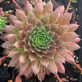 Coral Red Hen & Chicks