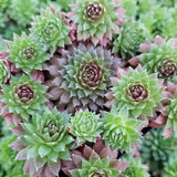 Coral Red Hen & Chicks