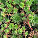 Coral Red Hen & Chicks
