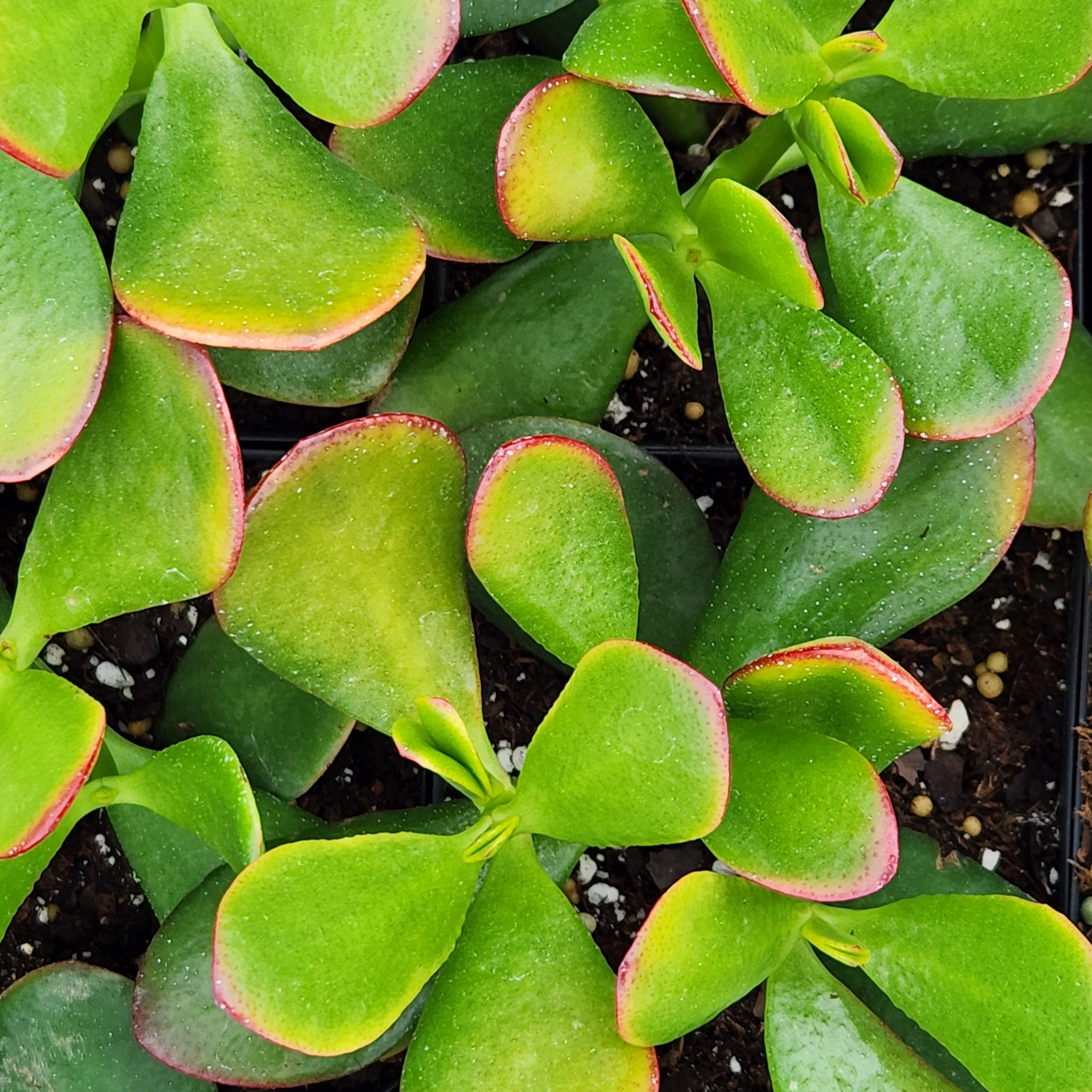 sunset jade plant New Sunset Jade – rePotme