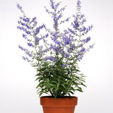 CrazyBlue Russian Sage