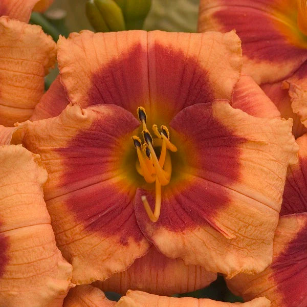 tiger lily daylily Bold Tiger Daylily