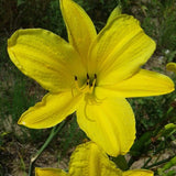 Chartreuse Magic Daylily