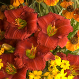 Funny Valentine Daylily