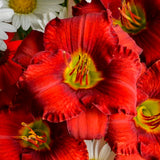 Funny Valentine Daylily