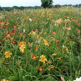 Mahieu Mixed Spider Daylily