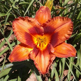 Mighty Chestnut Daylily