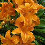 Rocket City Daylily