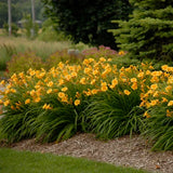 Stella de Oro Daylily