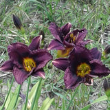 Storm Warning Daylily