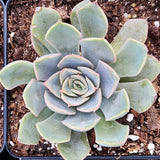 Blue Speed Succulent