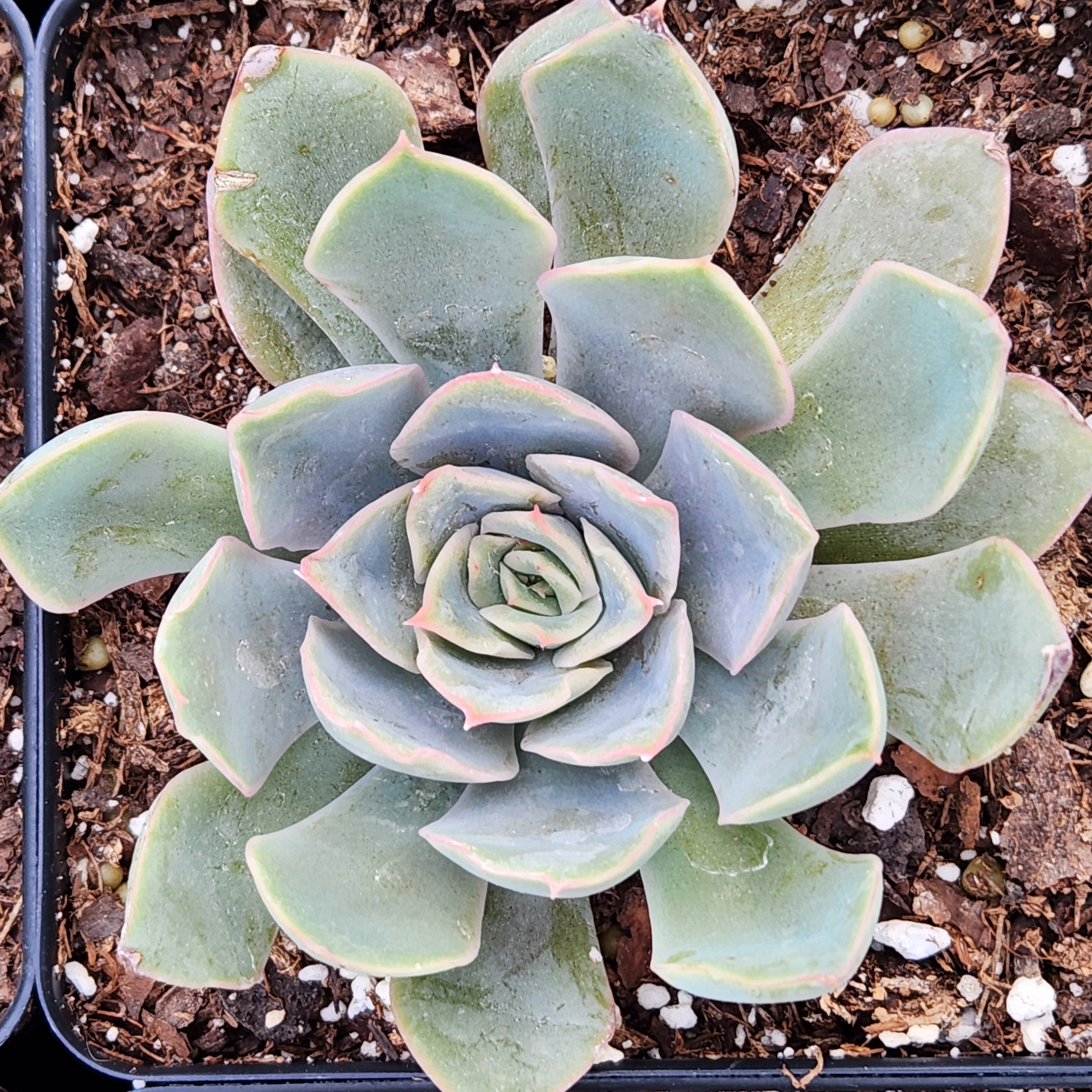 blue haze succulent Blue Speed Succulent