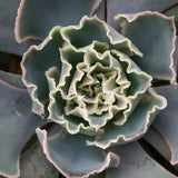 Mexican Hens Succulent