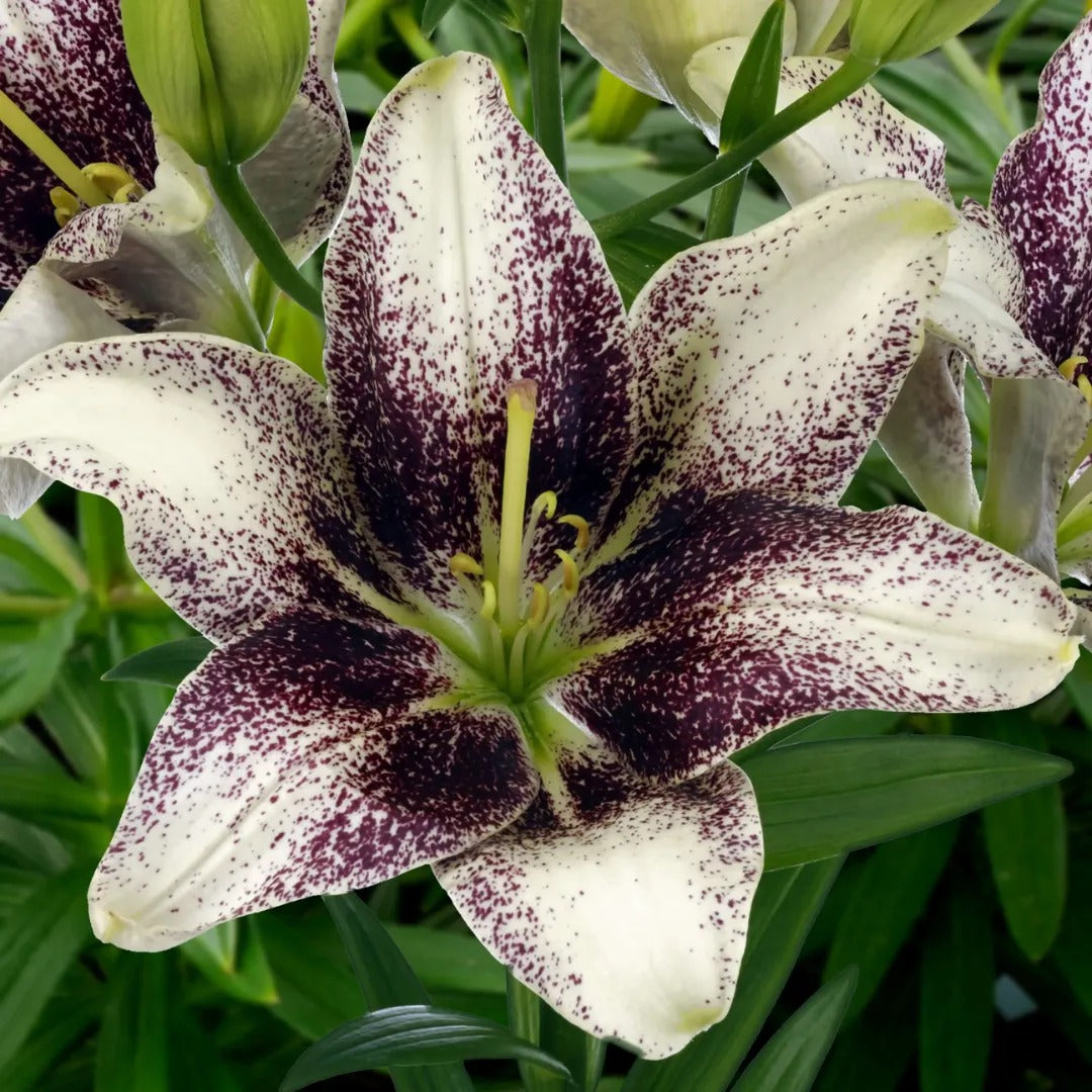 asiatic lily no flowers Easy Spot Pollen Free Asiatic Lily – rePotme