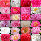 Fall Peony Collection
