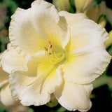 Gentle Manners Daylily