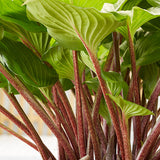 Gooseberry Sundae Hosta