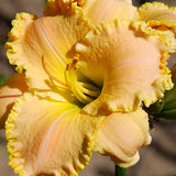 Graceful Louise Daylily