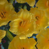 Stella de Oro Daylily