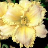 Harmony Ruffles Daylily