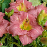 My Sweet Rose Daylily