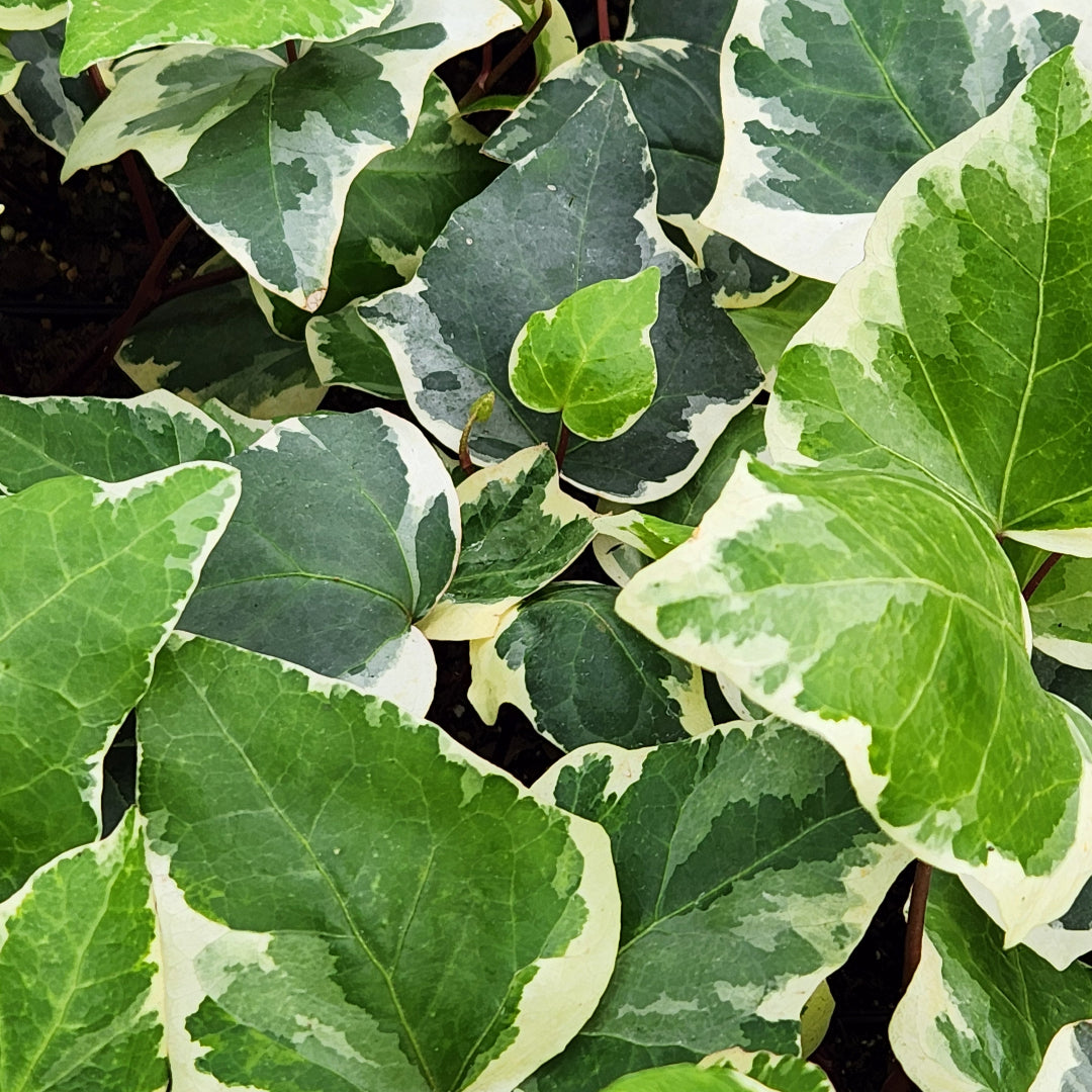 english ivy succulent Marengo English Ivy – rePotme