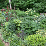 Fine and Dandy Hosta