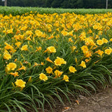 Stella de Oro Daylily