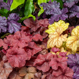 Handsome Heuchera