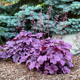 Handsome Heuchera