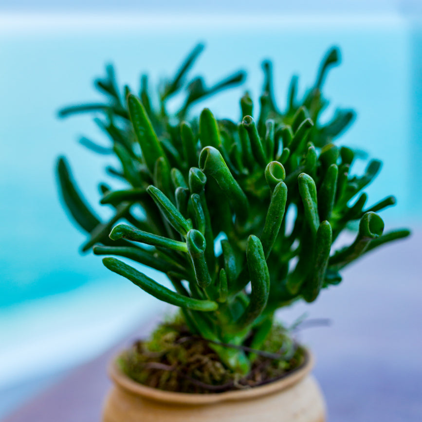 ogre ears jade plant Horntree Jade – rePotme