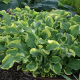 Wheee! Hosta